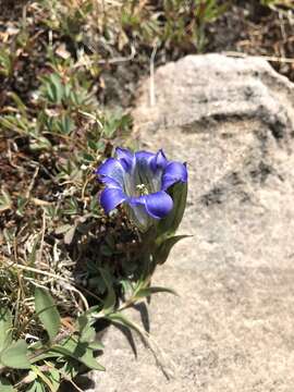 Image of Parry's gentian