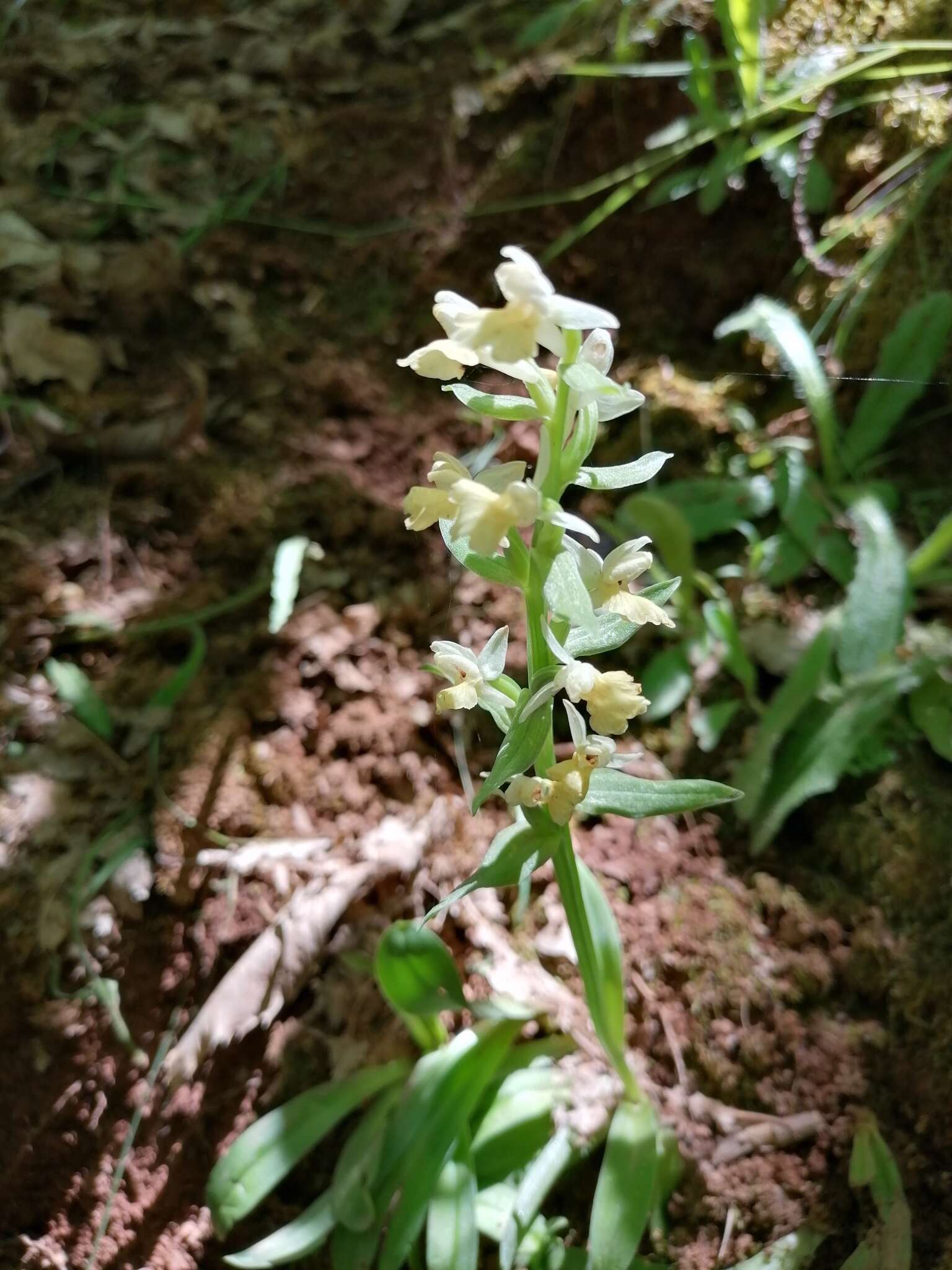 Image de Dactylorhiza insularis (Sommier) Ó. Sánchez & Herrero