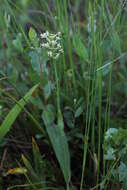 Image of Green Woodland Orchid