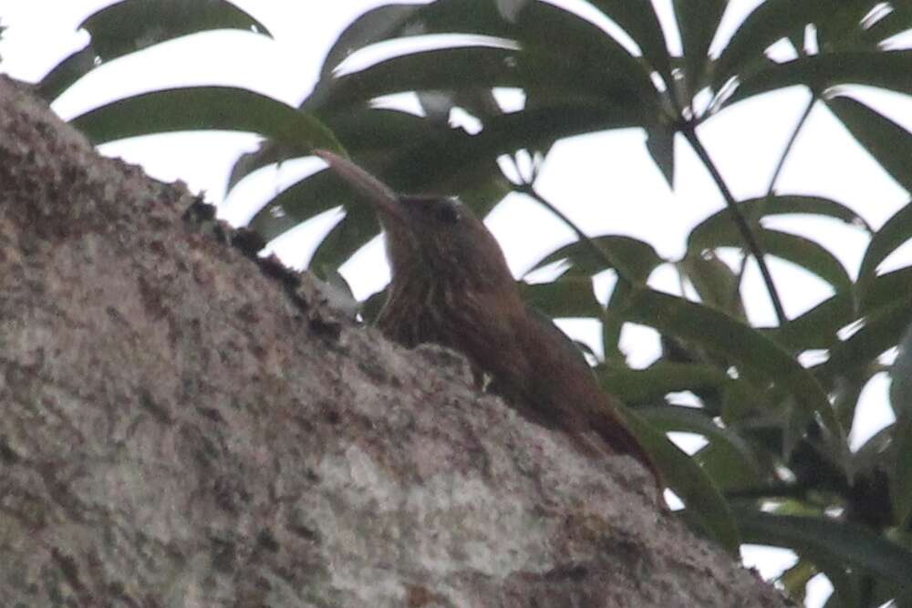 Image of Inambari Woodcreeper