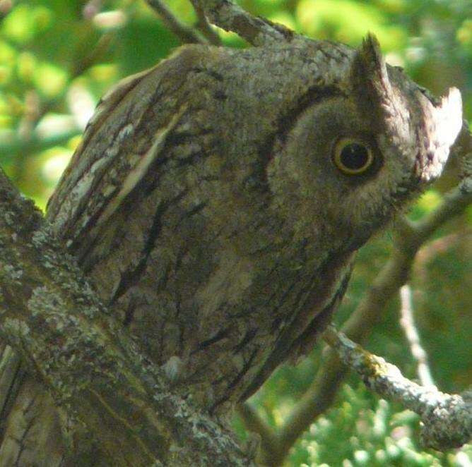 Image of Eurasian Scops Owl