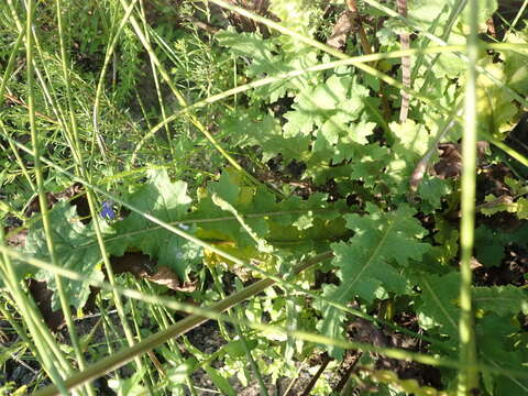 Image of Purple Ragwort