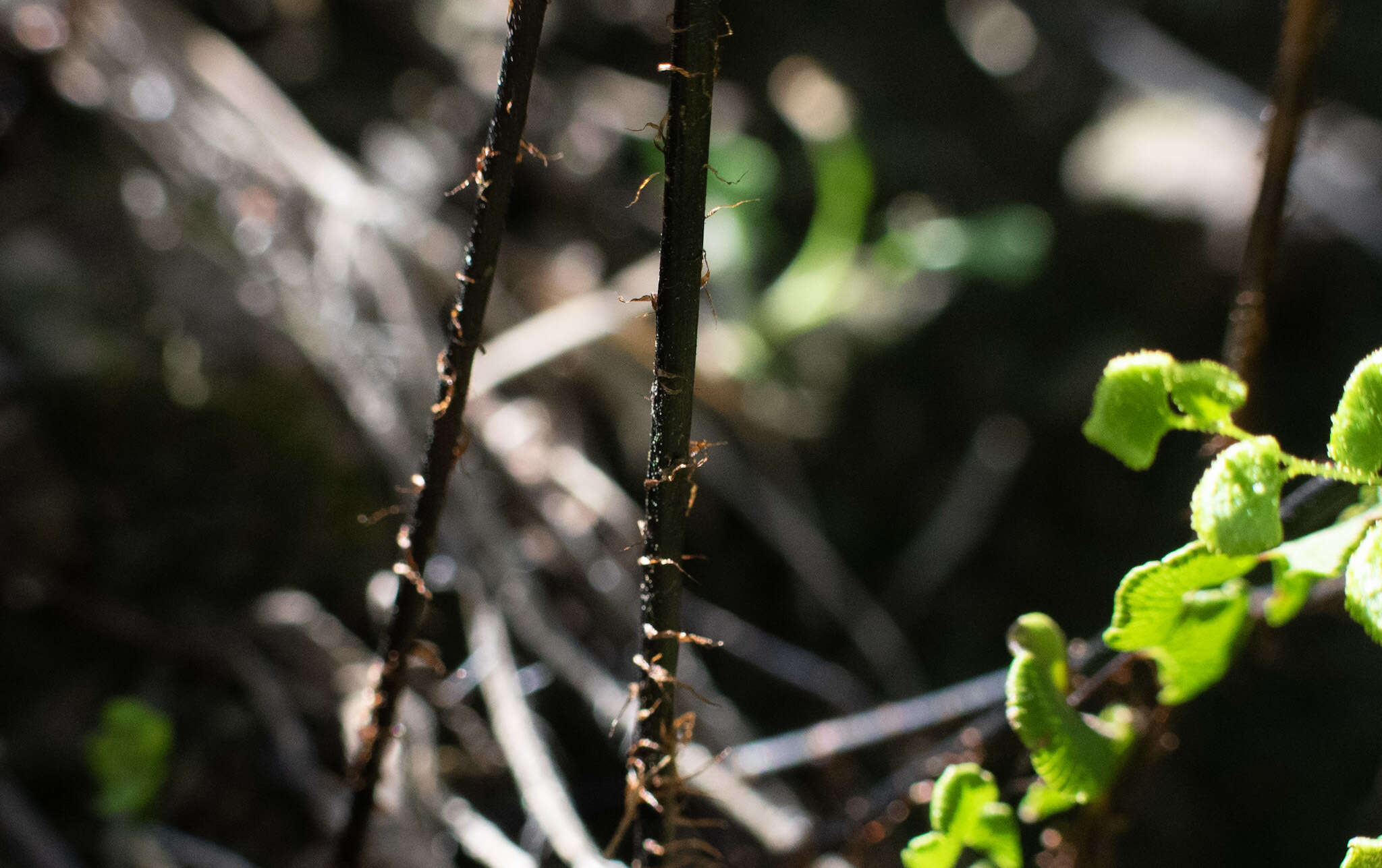 Adiantum chilense var. scabrum (Kaulf.) Hicken的圖片