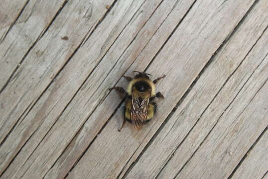 Image of Sanderson Bumble Bee