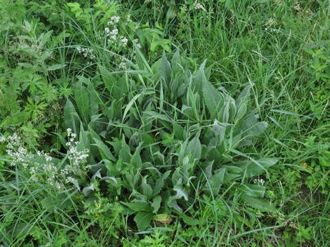 Image de Cirsium canum (L.) All.