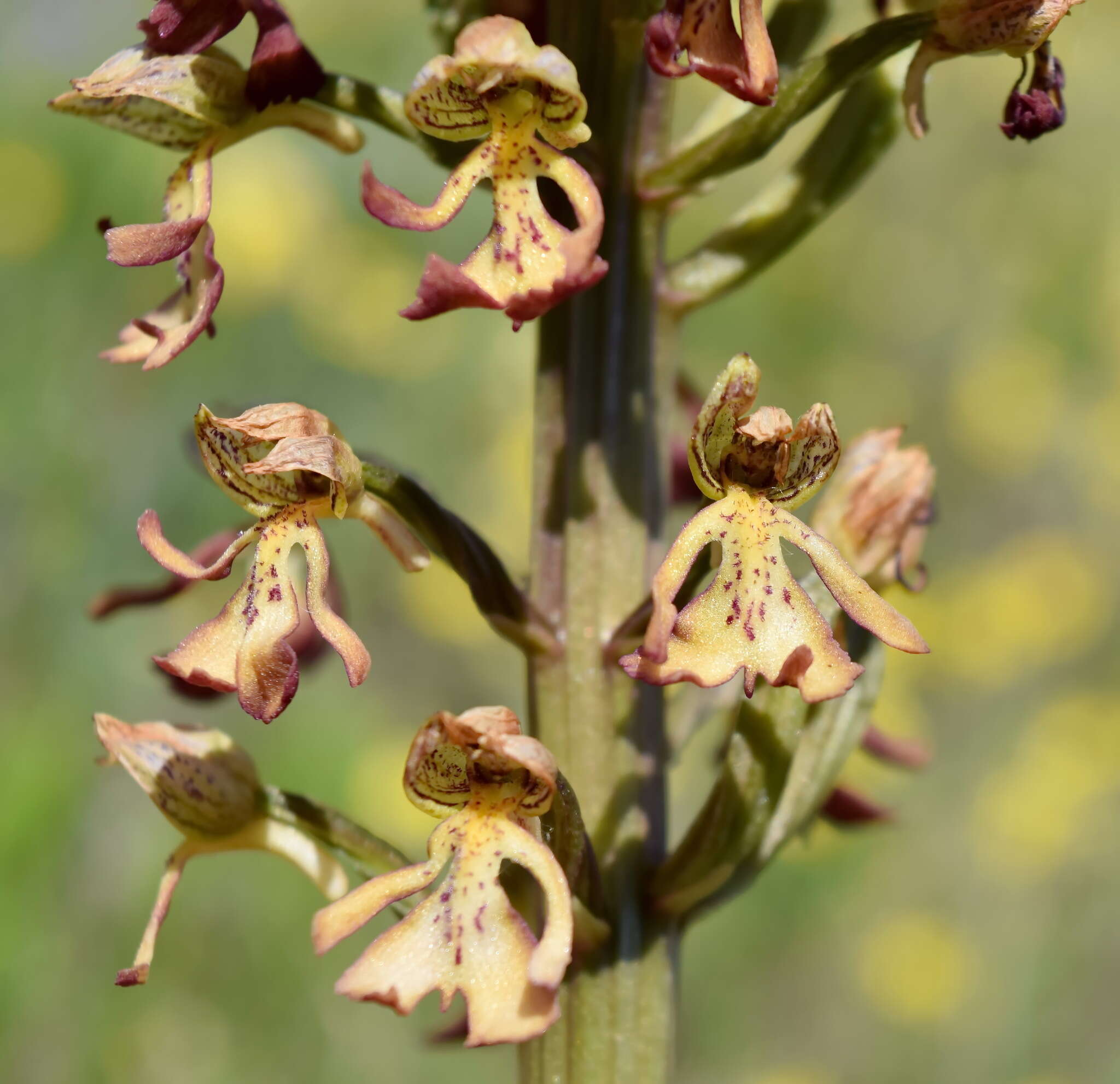 Image of Orchis wulffiana Soó