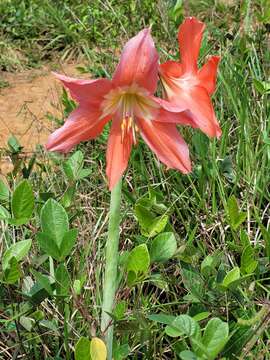 Imagem de Hippeastrum puniceum subsp. puniceum