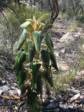 صورة Astrotricha cordata A. R. Bean