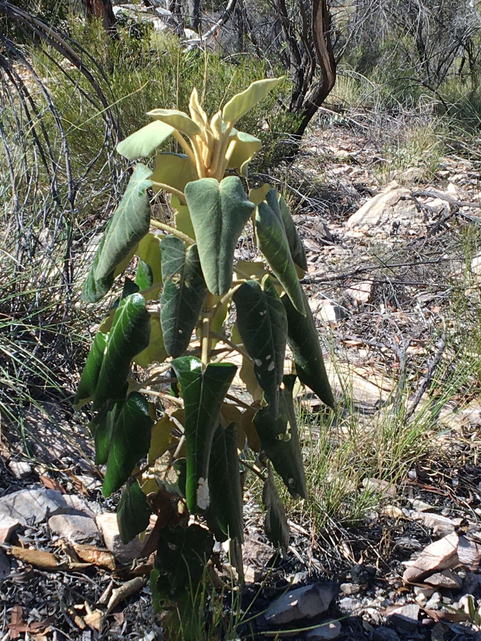 Image of Astrotricha cordata A. R. Bean