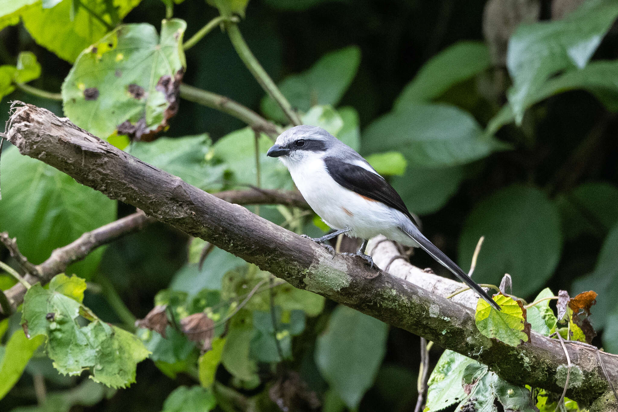 Image of Mackinnon's Shrike