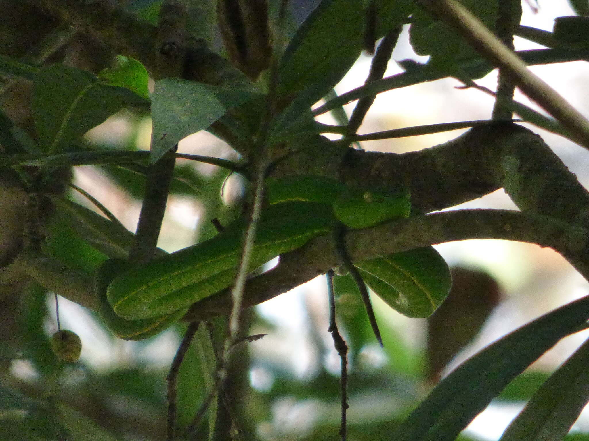 Image of Trimeresurus vogeli David, Vidal & Pauwels 2001