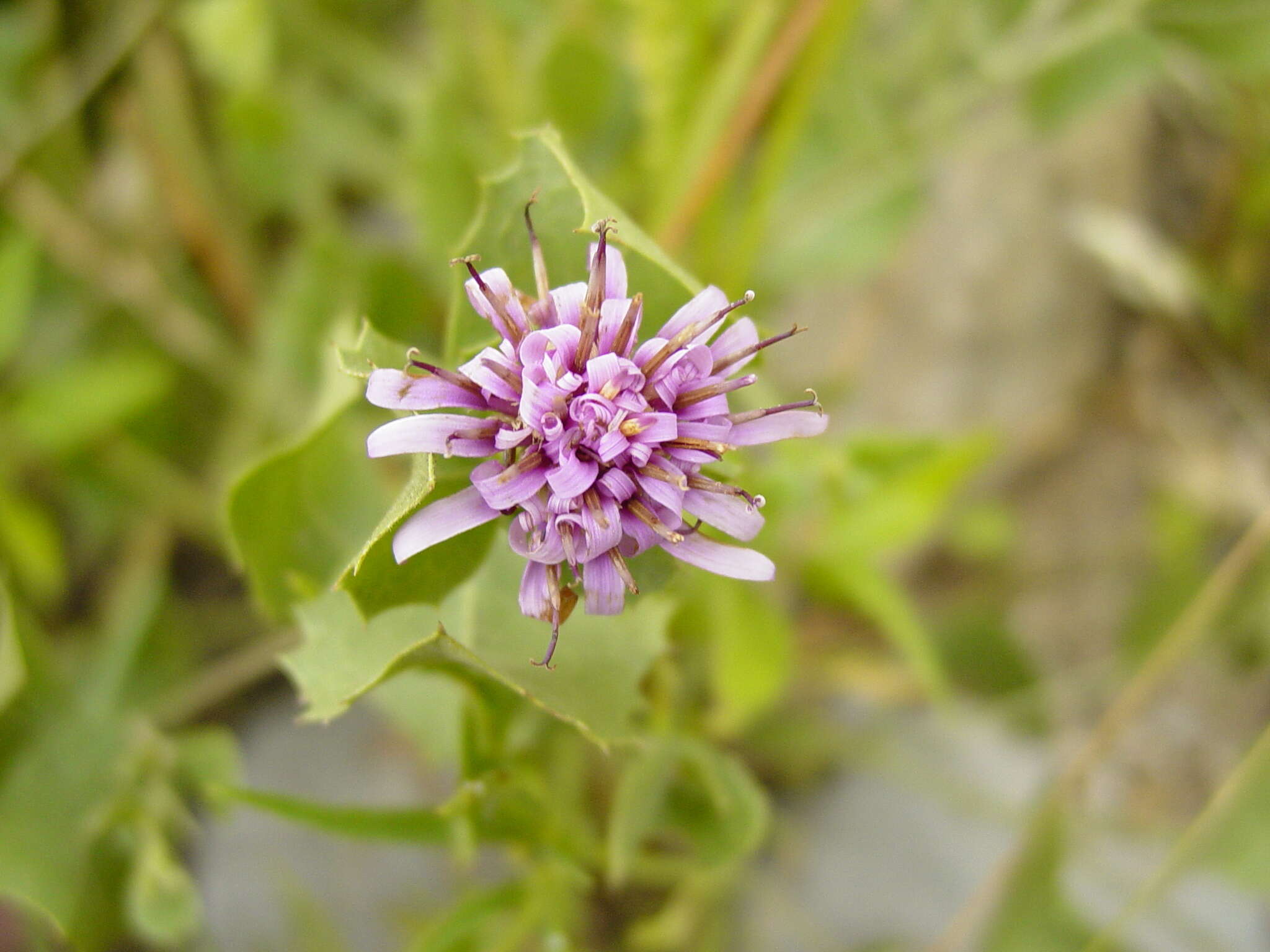 Sivun Acourtia parryi (A. Gray) Reveal & R. M. King kuva