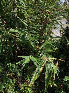 صورة Thysanolaena latifolia (Roxb. ex Hornem.) Honda