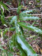 Sivun Mischarytera lautereriana (F. M. Bailey) H. Turner kuva