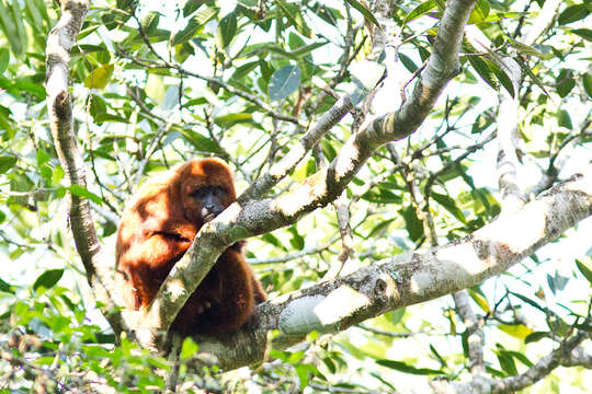 Sivun Alouatta guariba clamitans Cabrera 1940 kuva