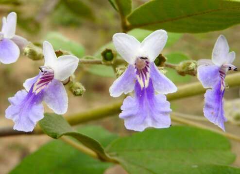 Image of Vitex mollis Kunth