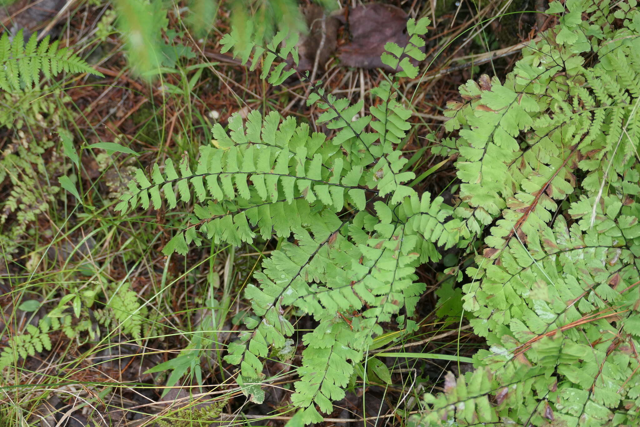 Imagem de Adiantum viridimontanum Paris