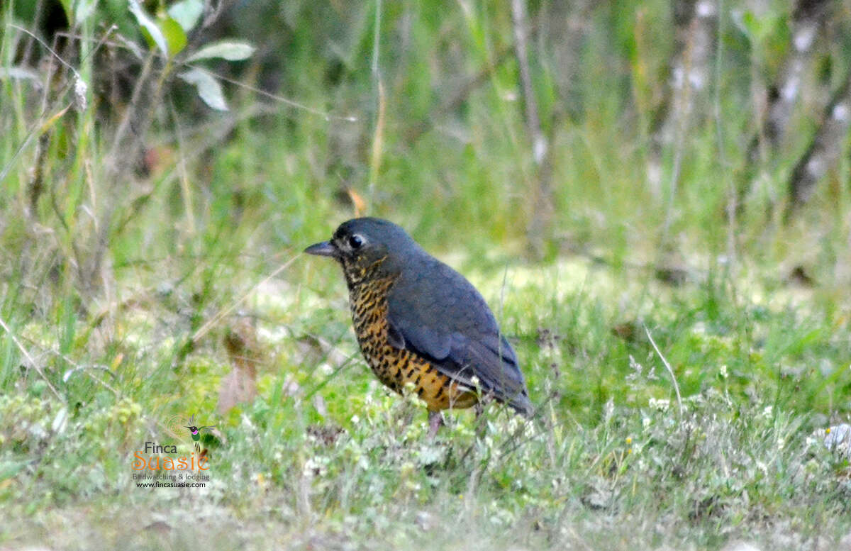 Image of Undulated Antpitta