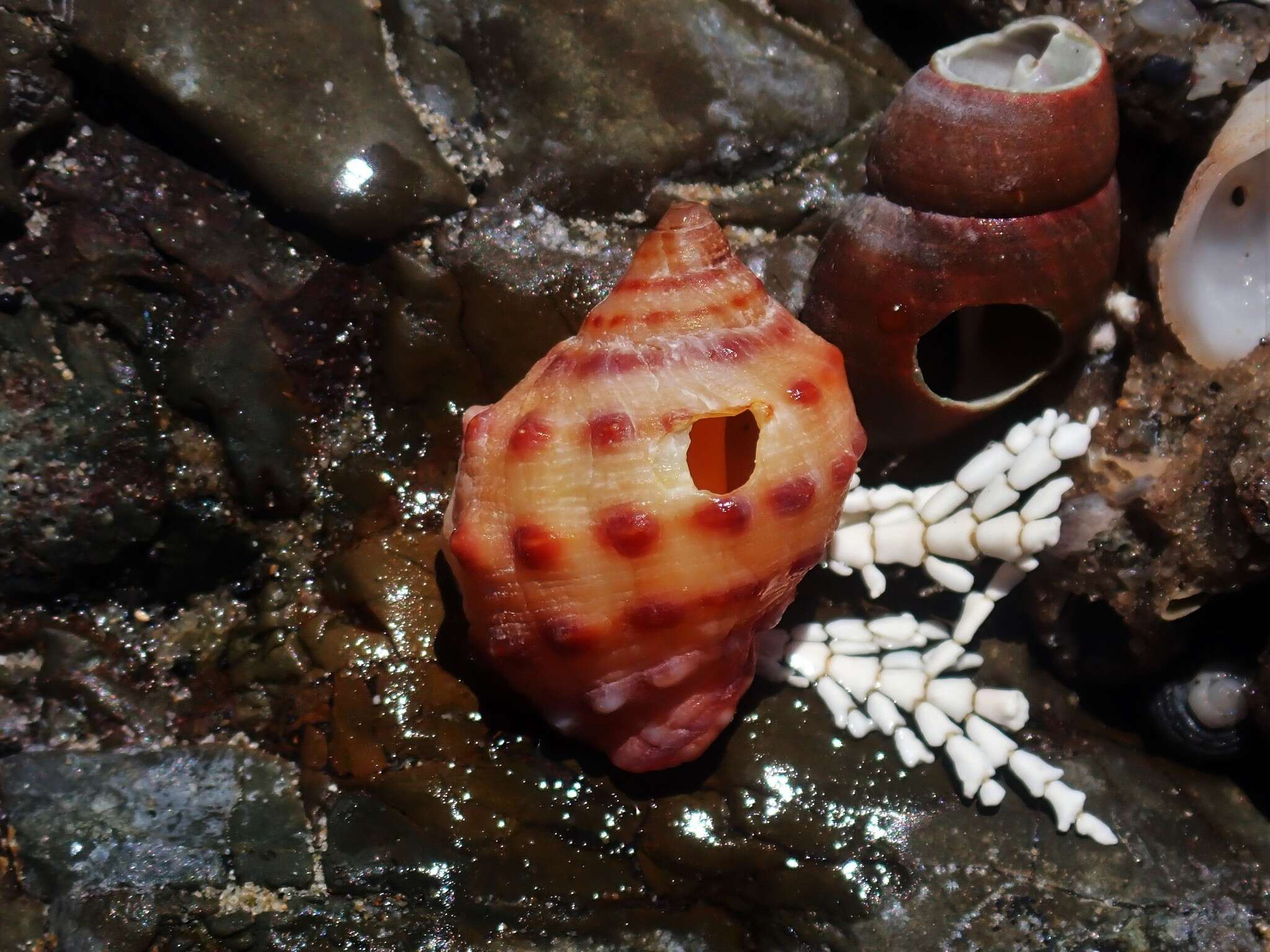 Image of alou rock shell