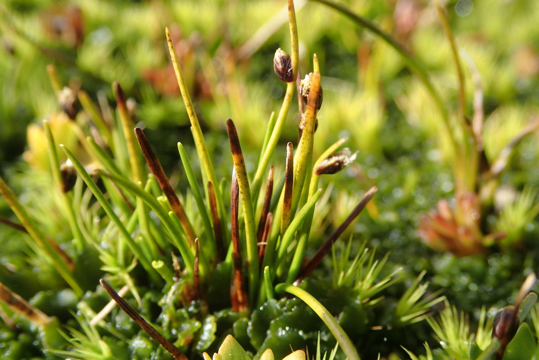 Image of Isolepis aucklandica Hook. fil.