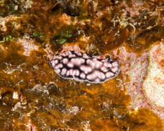 Image of Lumpy black and grey slug