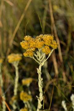 Image of Helichrysum callicomum Harv.