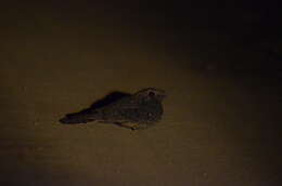 Image of Freckled Nightjar