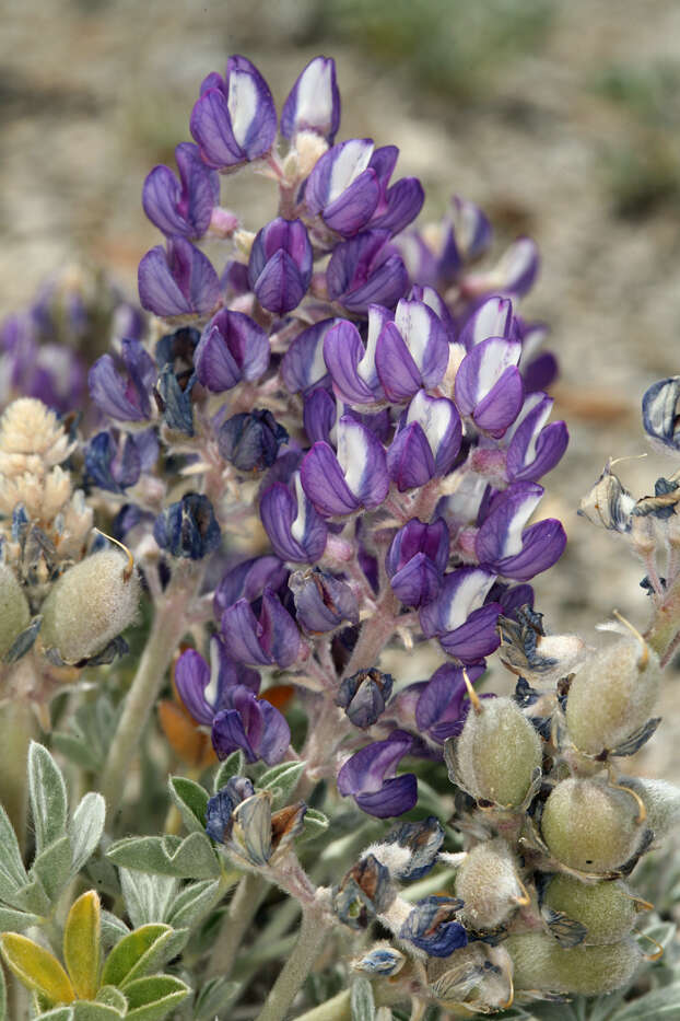 Image of Mono Lake lupine