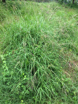 Image of Guinea Grass