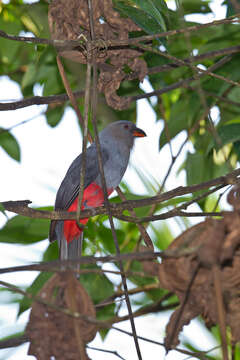 Image of Slaty-tailed Trogon