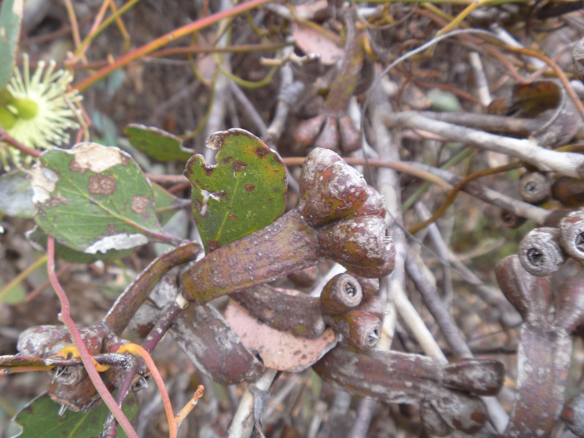 Image of Eucalyptus platypus Hook.