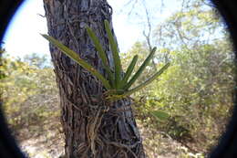 Image of Angraecum potamophilum Schltr.