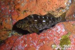 Image of Notchheaded marblefish