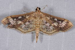 Image of Zigzag Herpetogramma