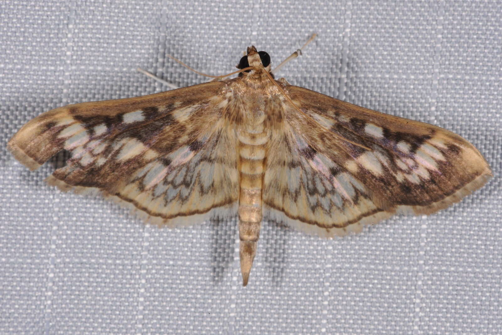 Image of Zigzag Herpetogramma