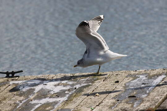 Image de Larus canus kamtschatschensis Bonaparte 1857