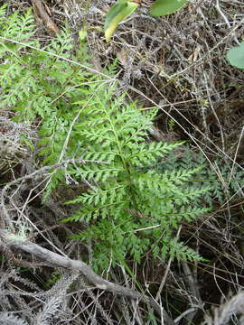 Image of Asplenium adiantum-nigrum var. solidum (Kunze) J. P. Roux