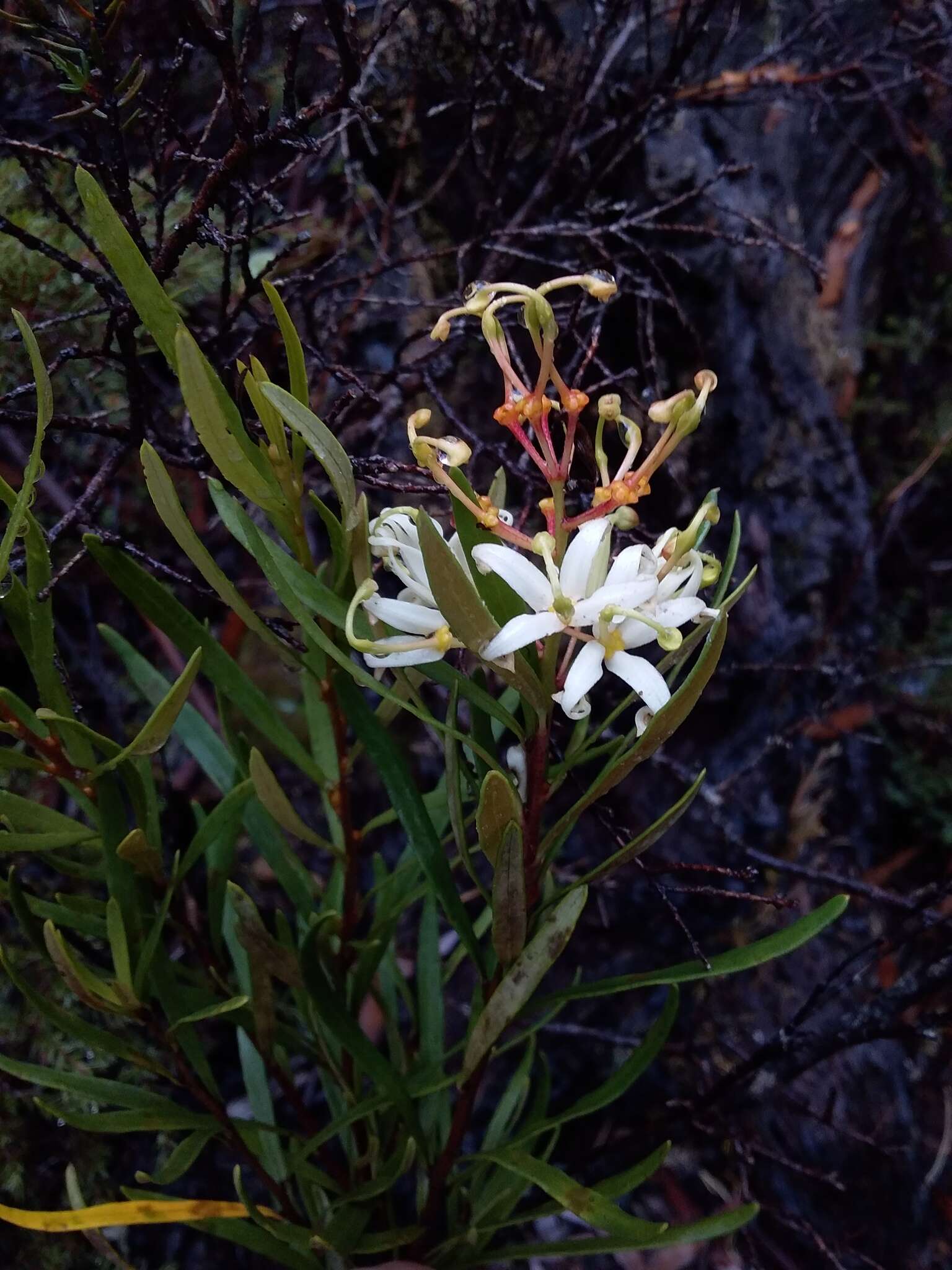 Plancia ëd Lomatia polymorpha R. Br.