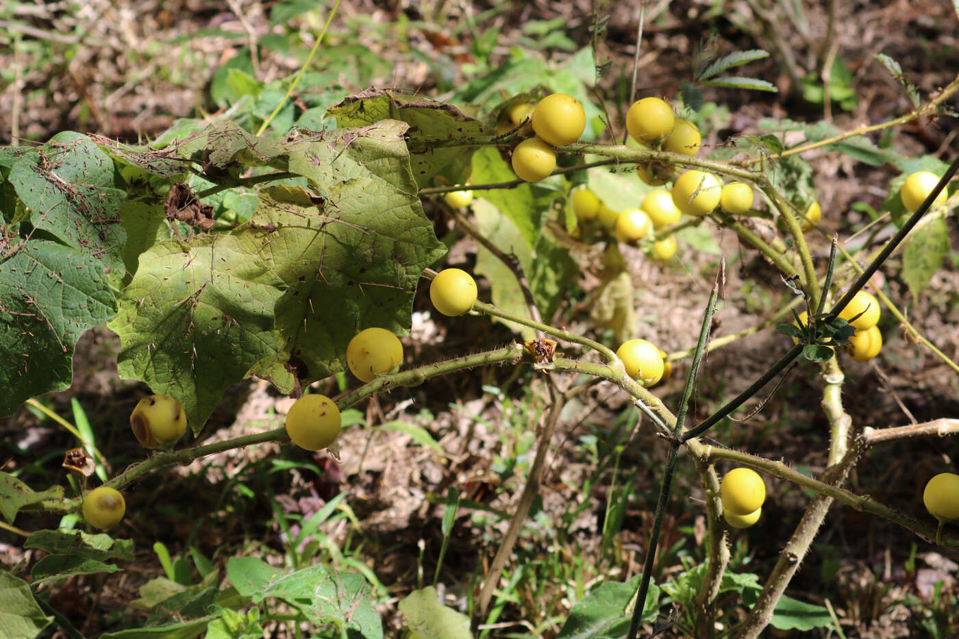 صورة Solanum myriacanthum Dun.