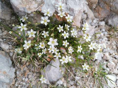 Imagem de Sabulina verna (L.) Rchb.