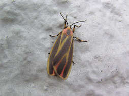 Image of Painted Lichen Moth