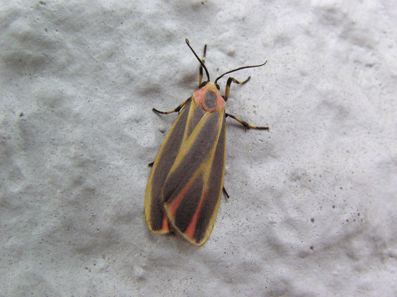 Image of Painted Lichen Moth