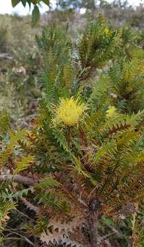 Imagem de Banksia armata (R. Br.) A. R. Mast & K. R. Thiele