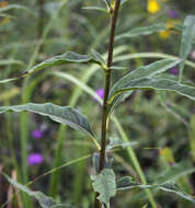 Image of giant sunflower