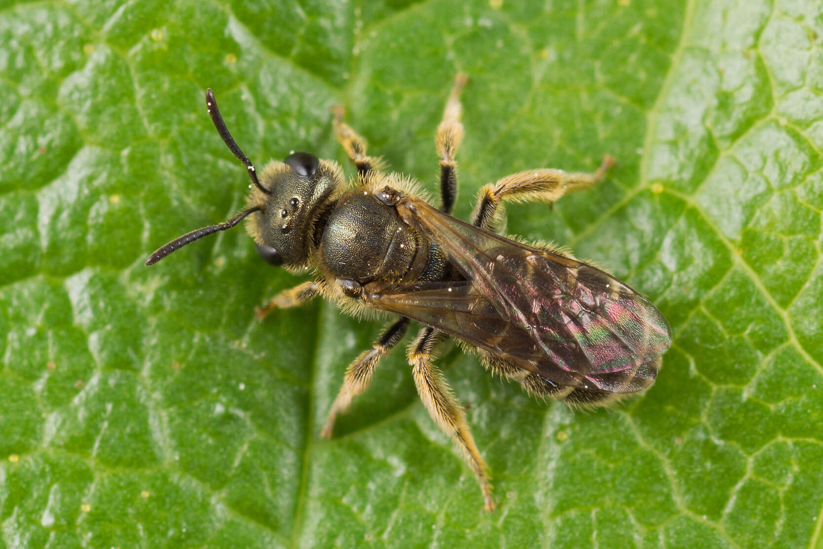 Image de Halictus tumulorum (Linnaeus 1758)