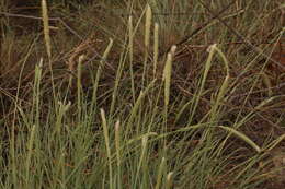 Imagem de Anthephora pubescens Nees