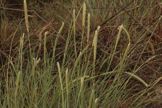 Image of wool grass