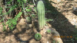 Image of Cephalocereus columna-trajani (Karw.) K. Schum.