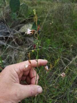 Слика од Oenothera sinuosa W. L. Wagner & Hoch