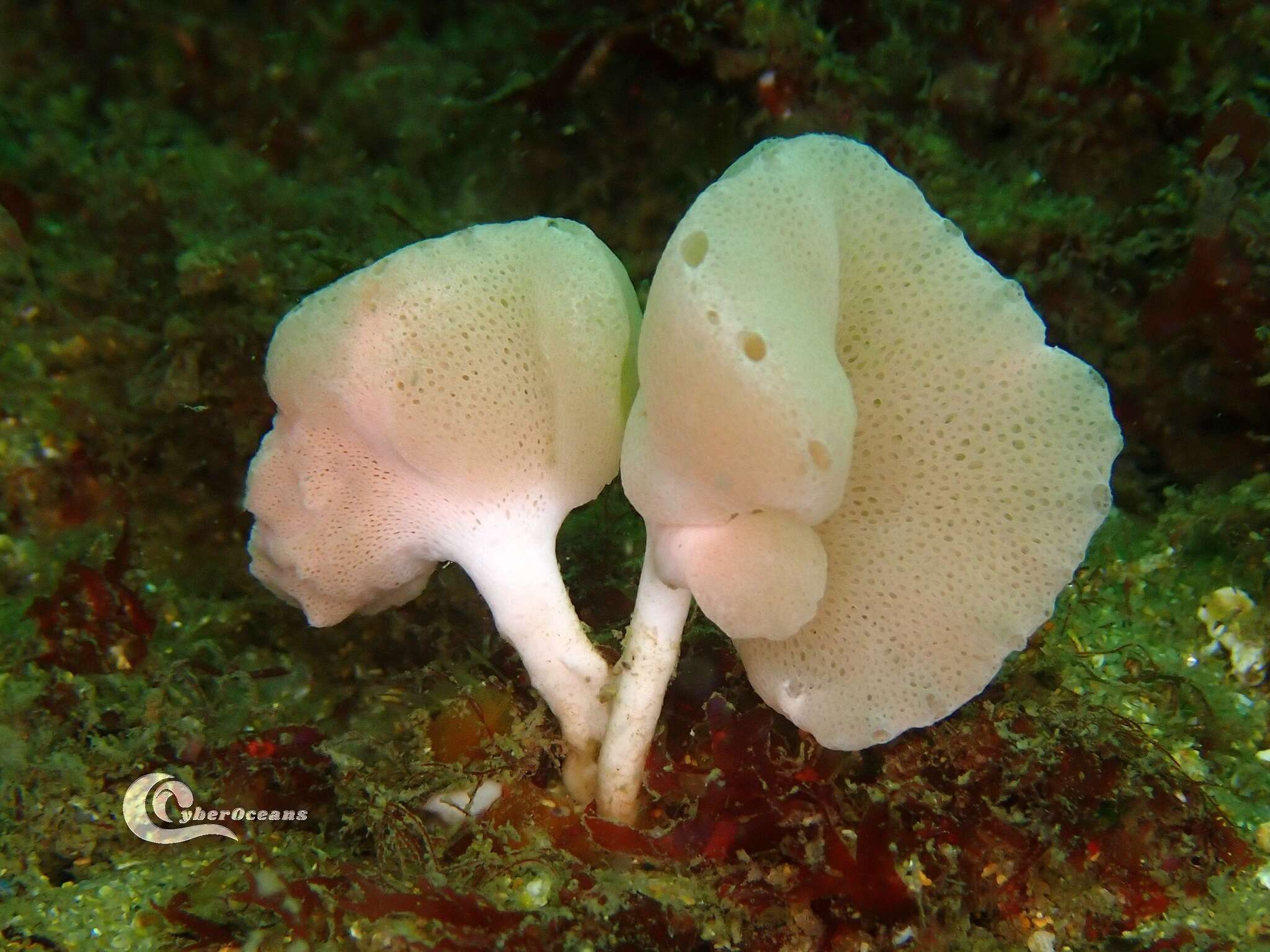 Image of guancha sponge